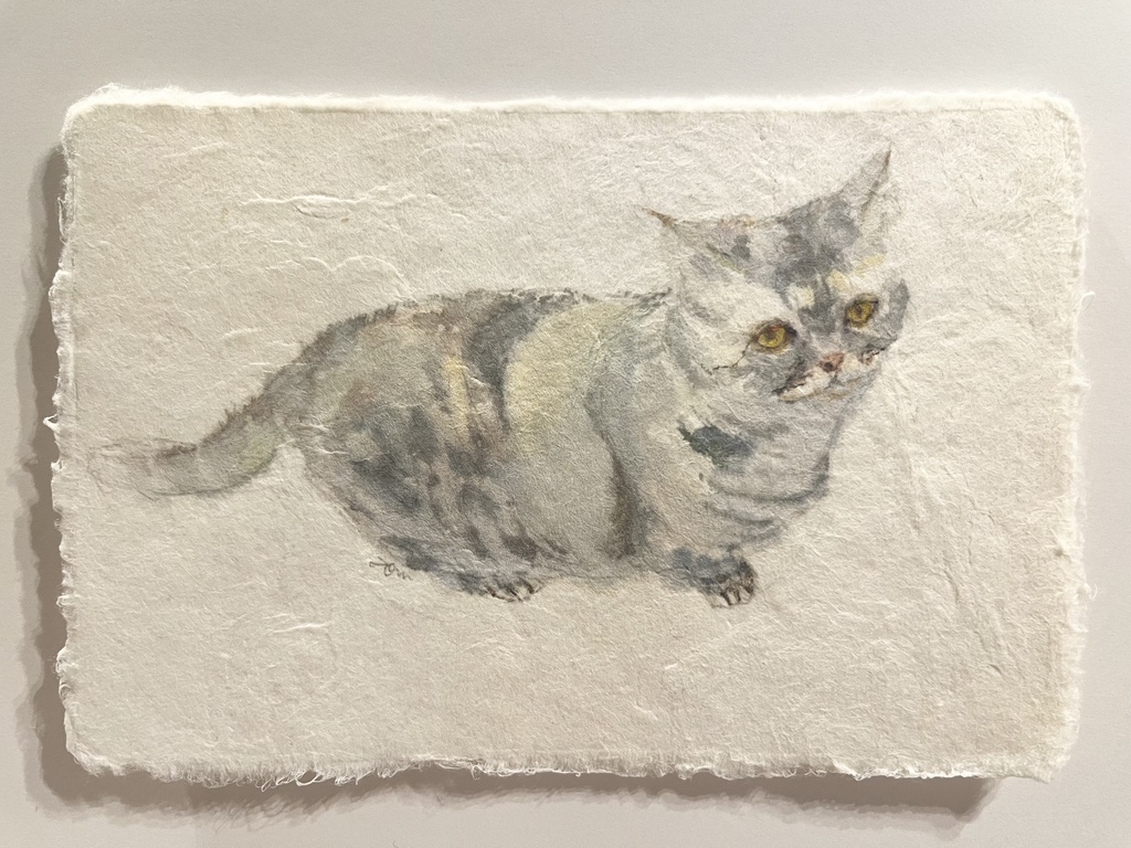 ジロリと見る猫