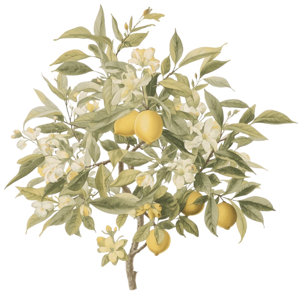 アンティーク水彩画レモンシリーズ クリップアート12点セット(PNG)背景透過