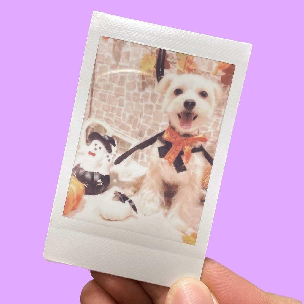 とあるいぬハロウィンチェキ