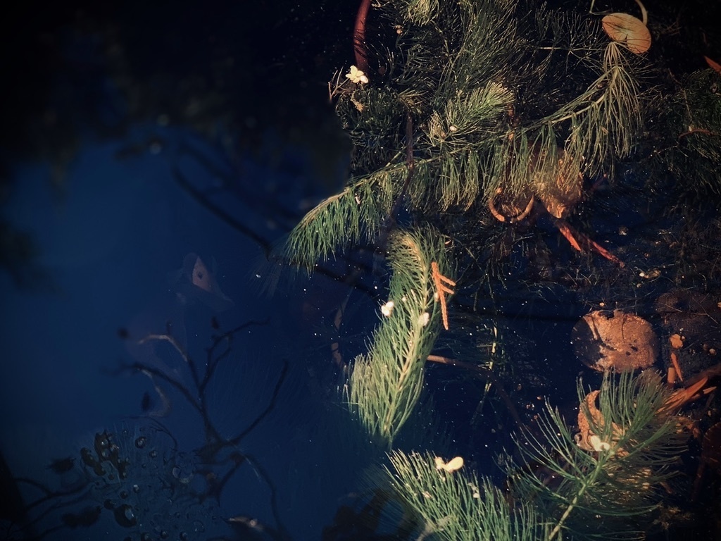 戦場の悪魔〜危険な部屋〜３