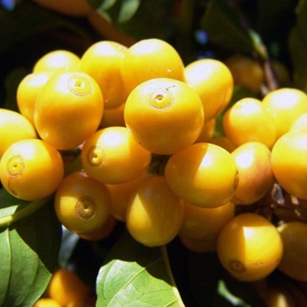 【自家焙煎コーヒー】ブラジル イエローブルボン