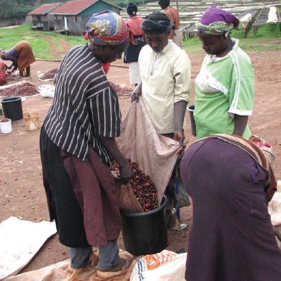 【自家焙煎コーヒー】ケニア マサイAA