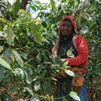 【自家焙煎コーヒー】タンザニア ンゴロンゴロAA+