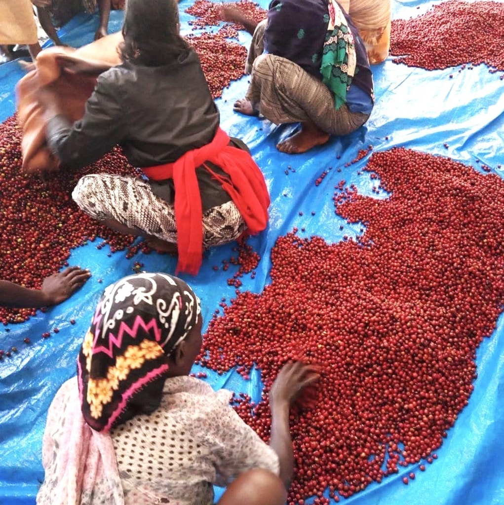 【自家焙煎コーヒー】エチオピア イルガチェフェ チェルベサ ナチュラル