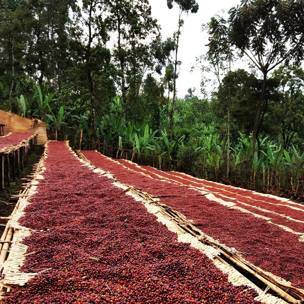 【自家焙煎コーヒー】エチオピア イルガチェフェ チェルベサ ナチュラル