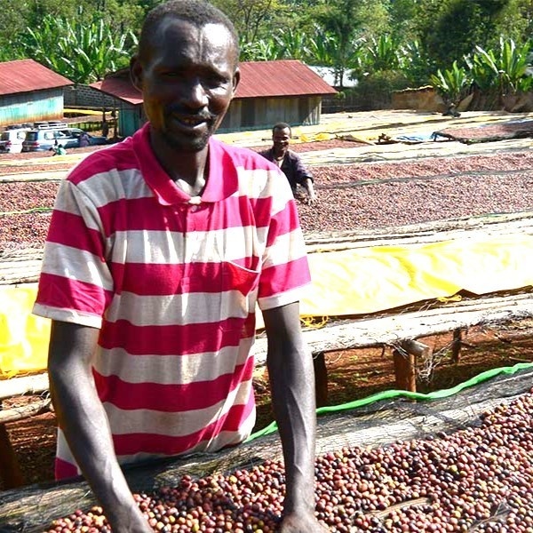 【自家焙煎コーヒー】エチオピア イルガチェフェ チェルベサ ナチュラル