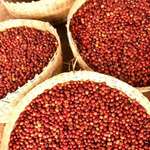 【自家焙煎コーヒー】エチオピア イルガチェフェ チェルベサ ナチュラル