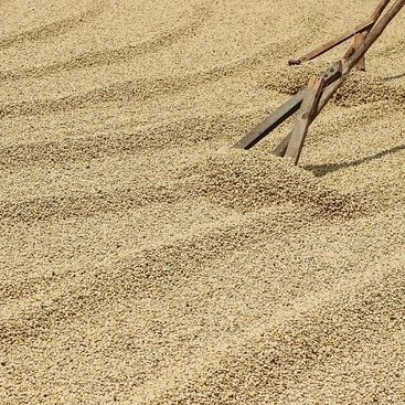 【自家焙煎コーヒー】グアテマラ ラ・アゾテア