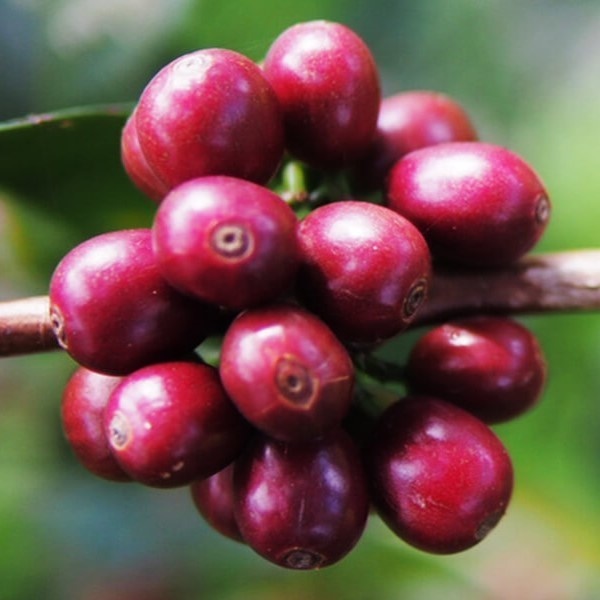 【自家焙煎コーヒー】エチオピア ゲイシャ×イルバボールフォレスト ナチュラル