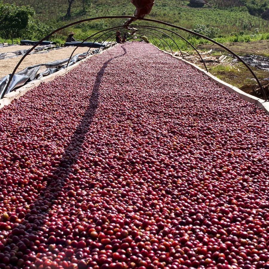 【自家焙煎コーヒー】エチオピア ゲイシャ×イルバボールフォレスト ナチュラル