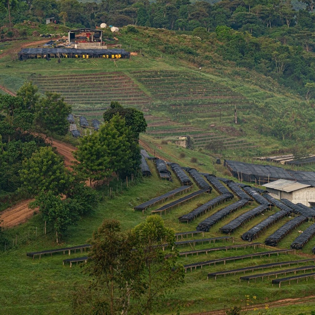 【自家焙煎コーヒー】エチオピア ゲイシャ×イルバボールフォレスト ナチュラル