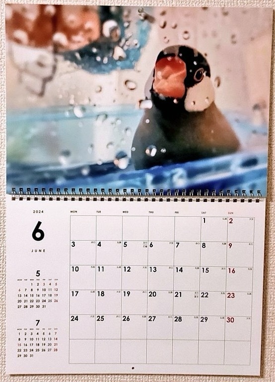 文太壁掛けカレンダー2024年版(4月始まり)