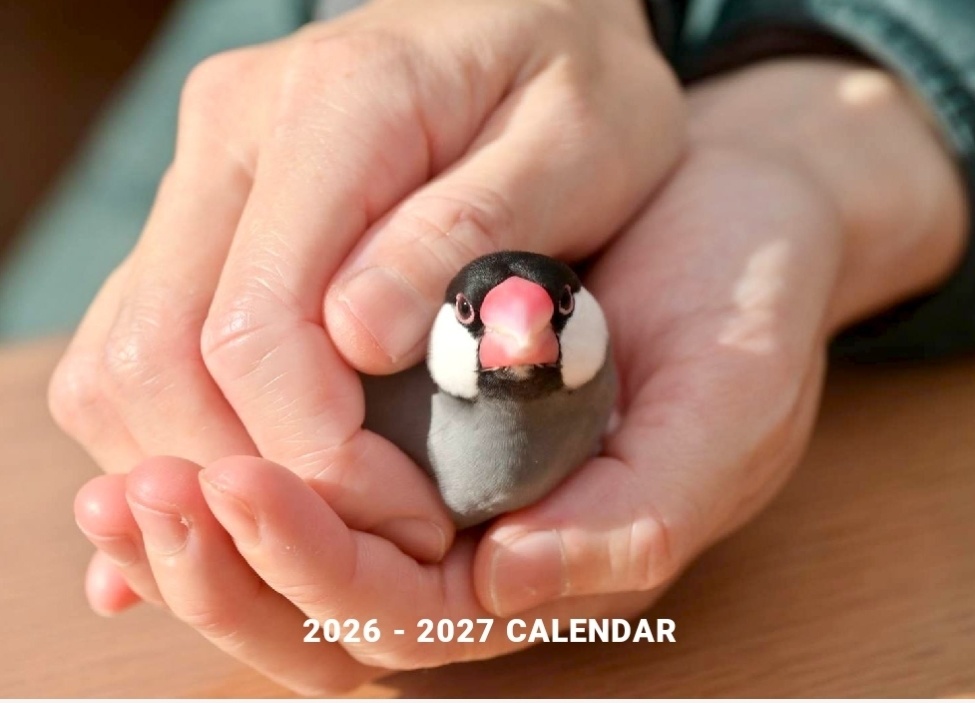 文太壁掛けカレンダー2026年版(4月始まり)