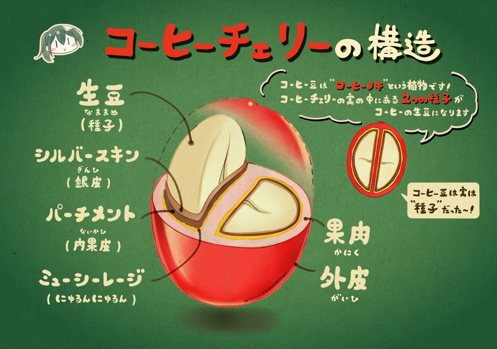 【増刷版/新刊】イラストでわかるコーヒー豆知識1杯目【オリジナル】