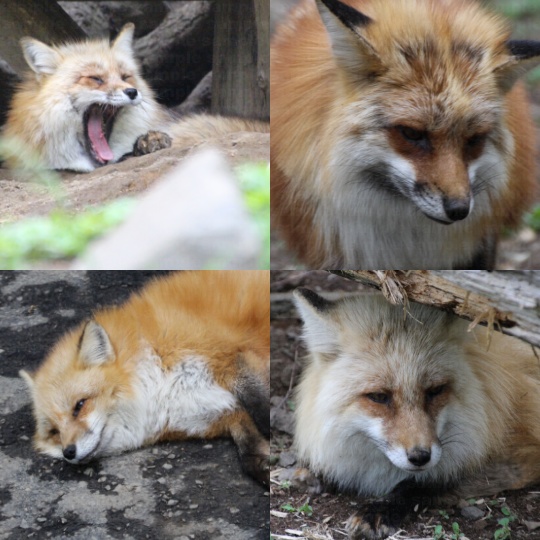 『狐』写真素材集