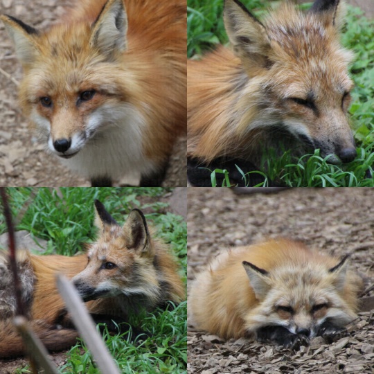 『狐』写真素材集