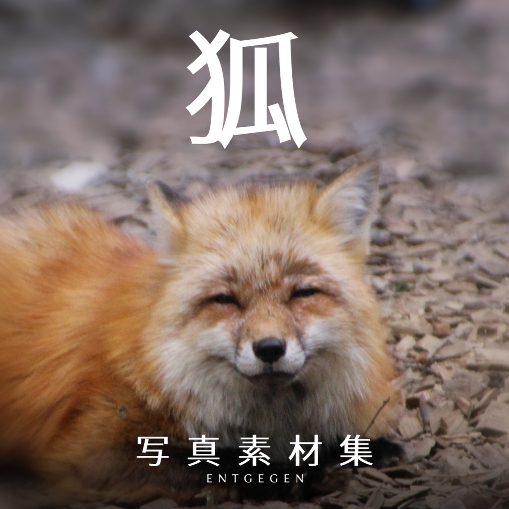 『狐』写真素材集