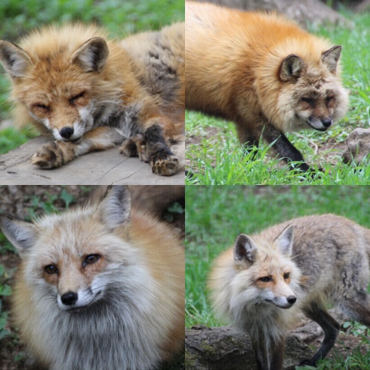 『狐』写真素材集