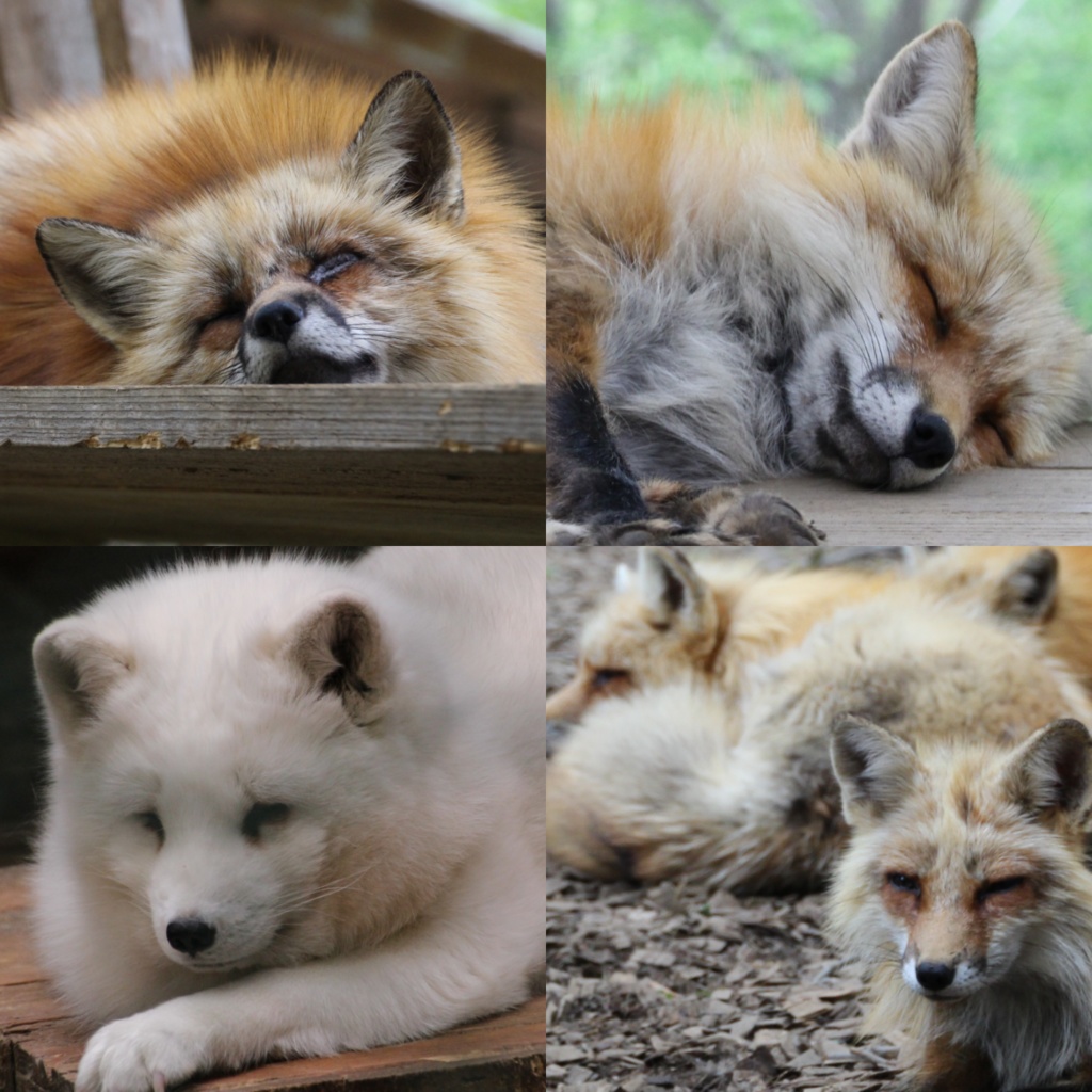 『狐』写真素材集