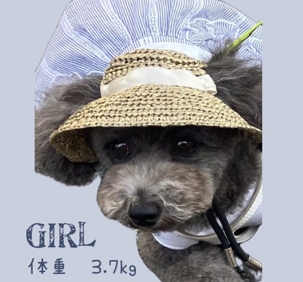 犬用麦わら帽子 小型犬用 Sサイズ