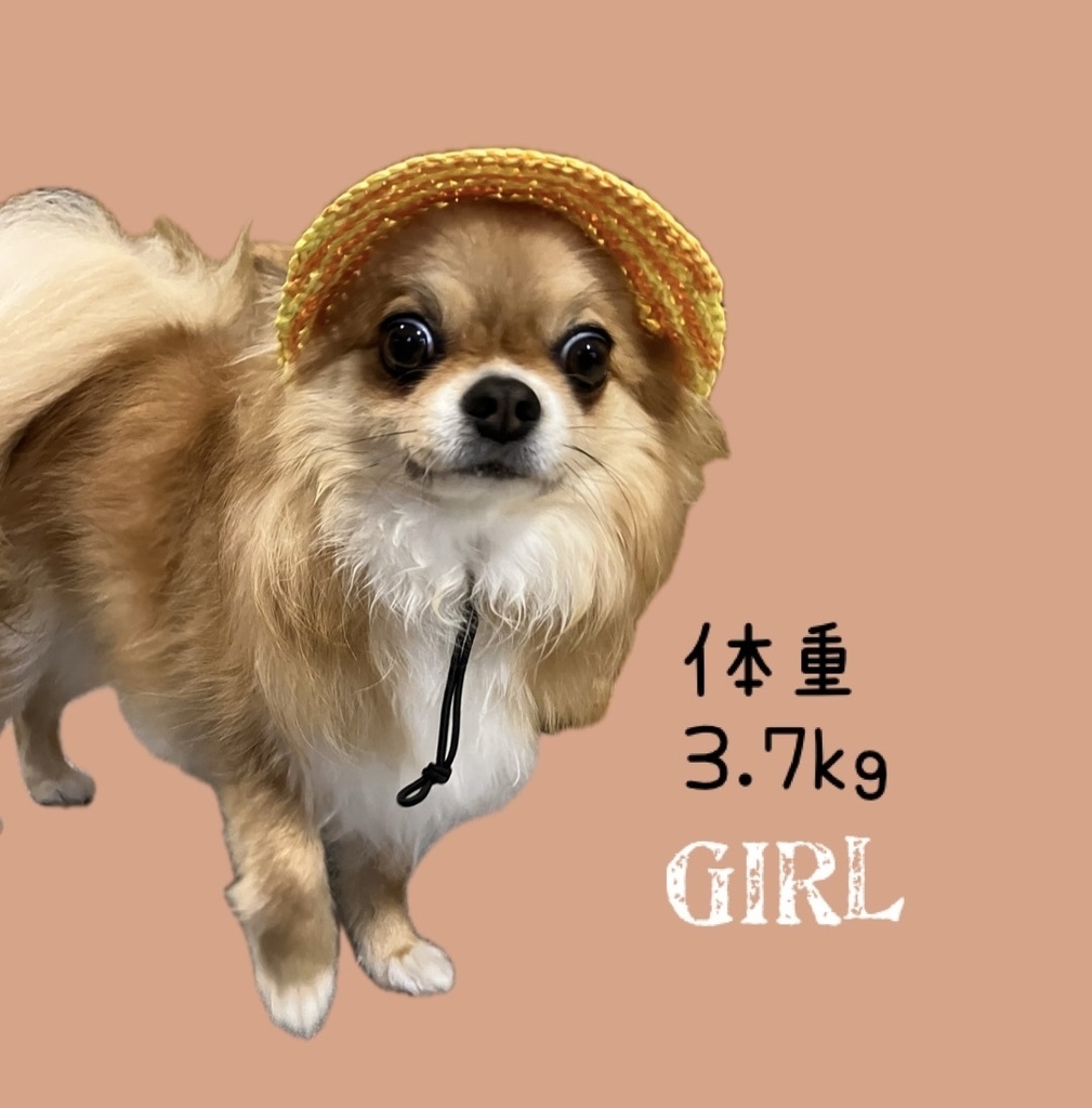 犬用麦わら帽子 小型犬用 Sサイズ