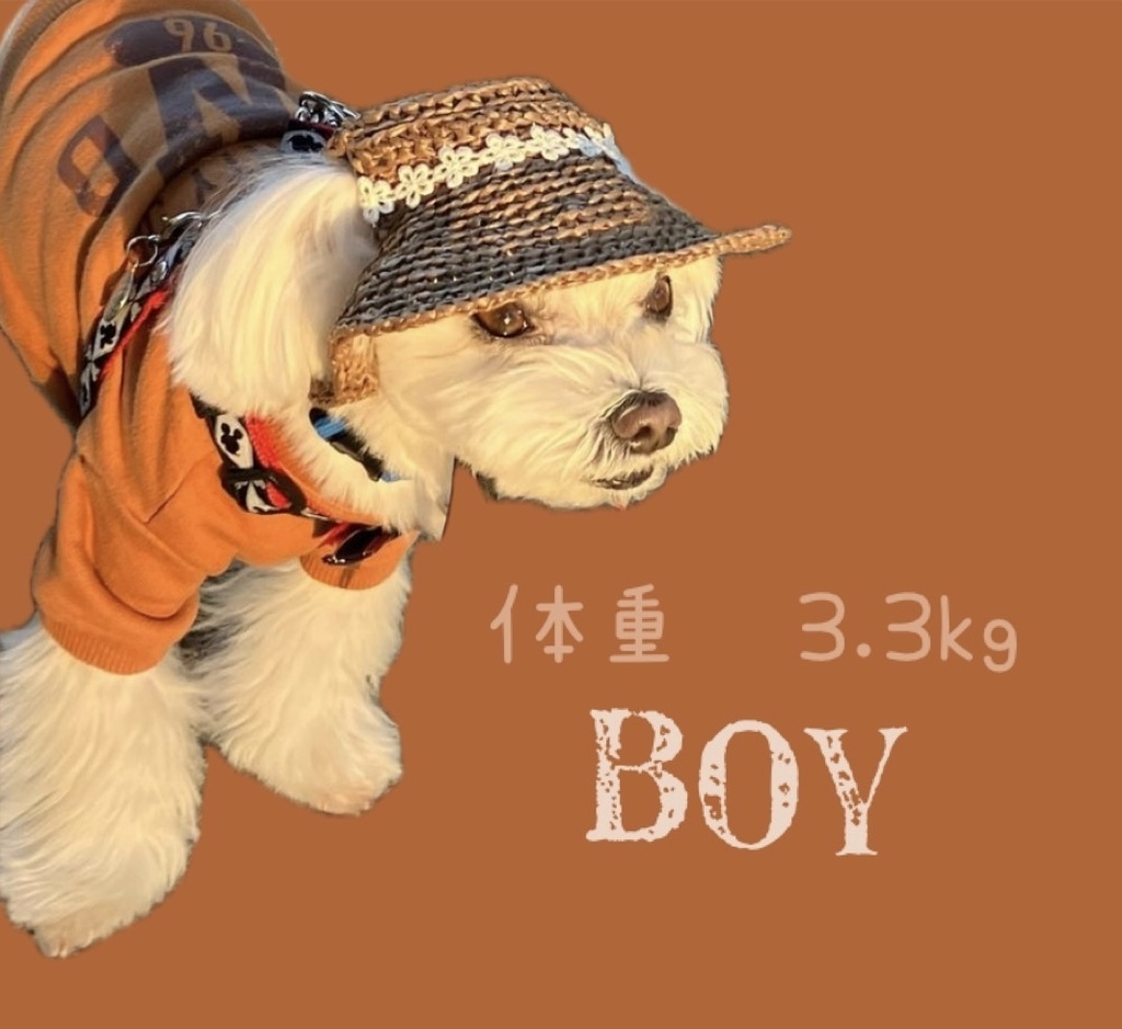 犬用麦わら帽子 小型犬用 Sサイズ