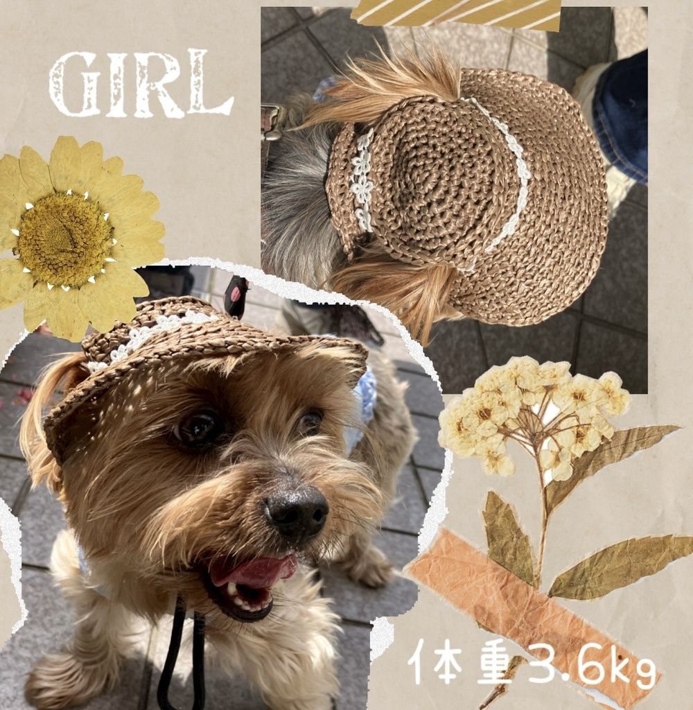 犬用麦わら帽子 小型犬用 Sサイズ