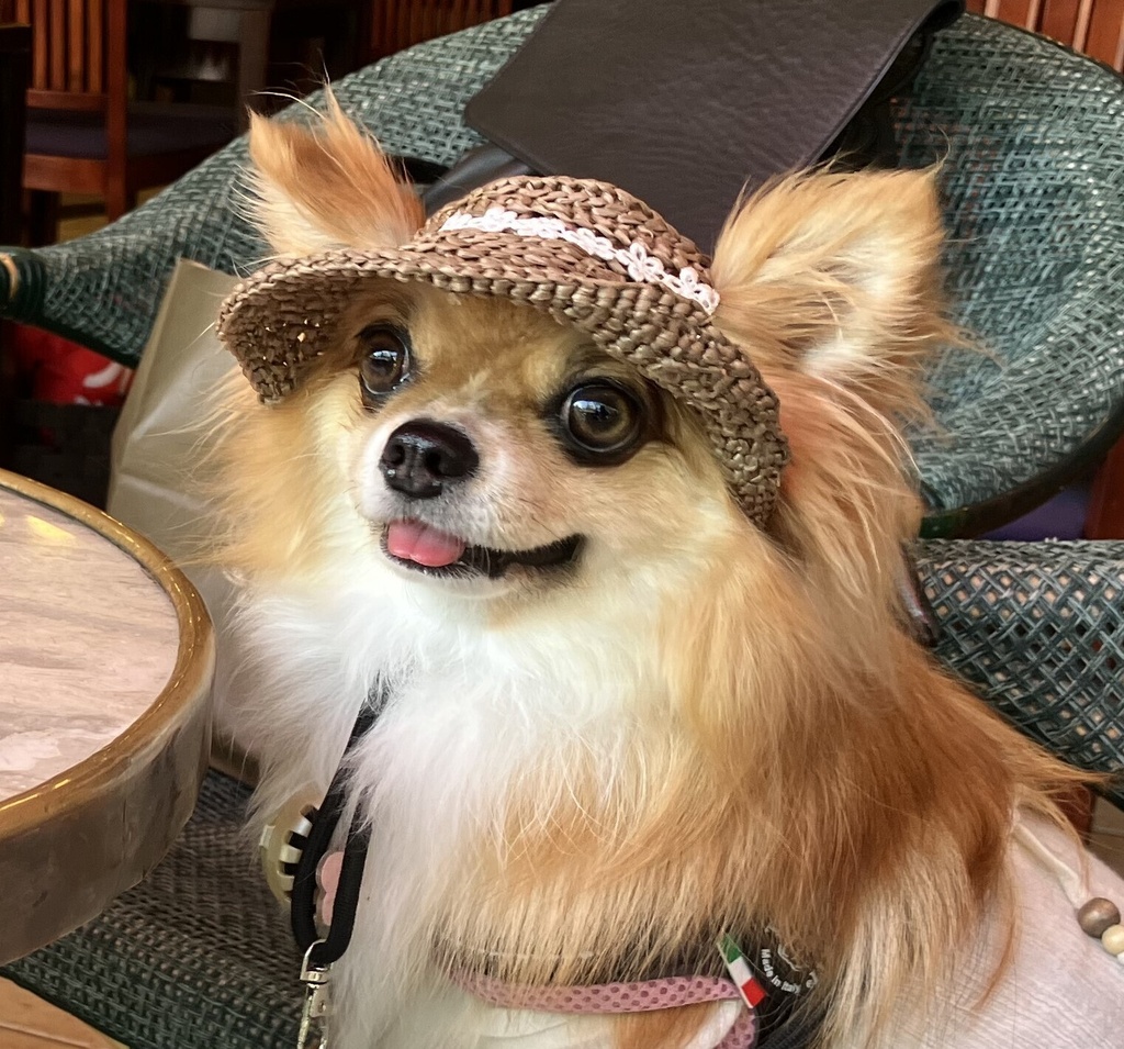 犬用麦わら帽子　小型犬用 Sサイズ