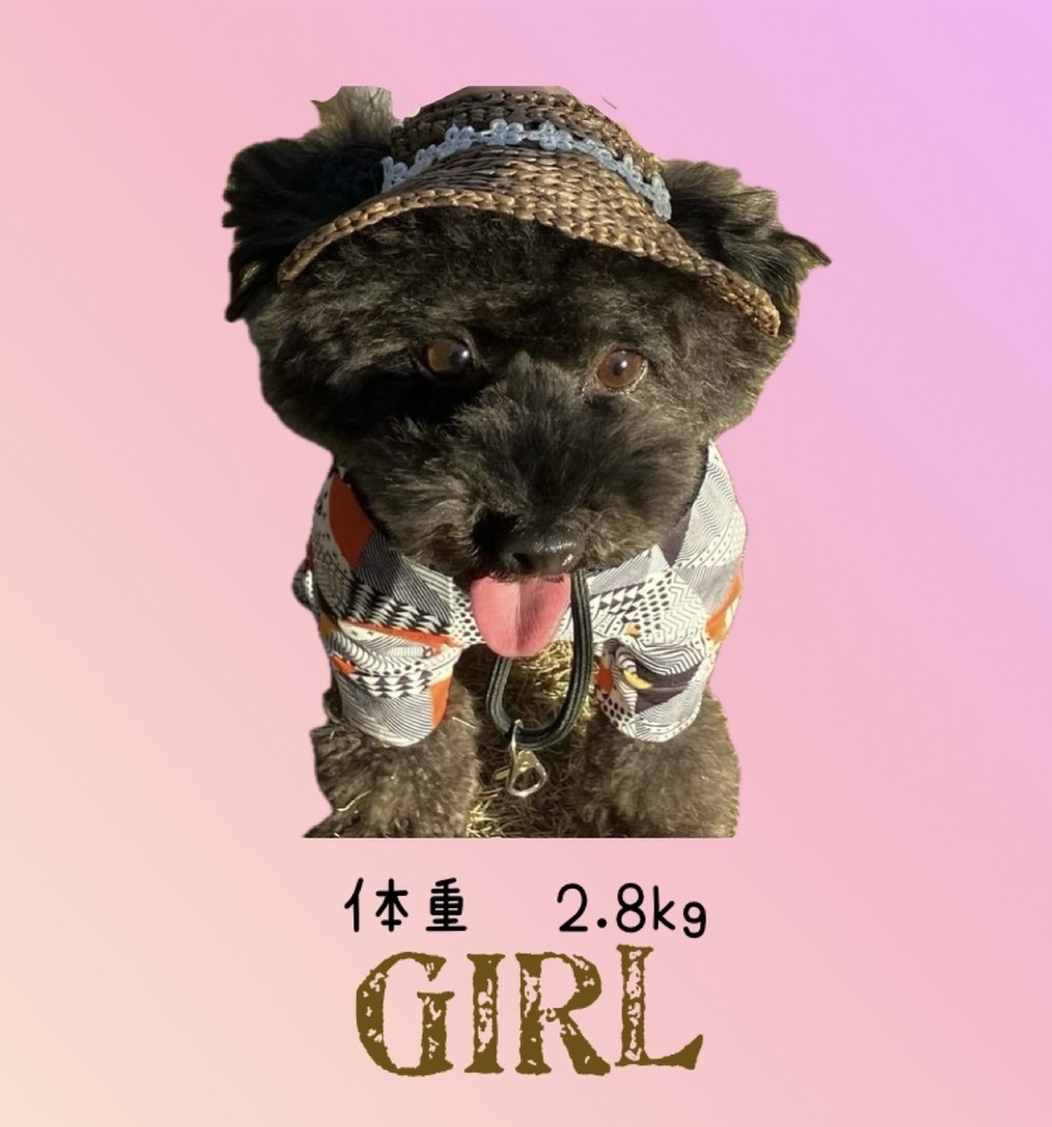犬用麦わら帽子 小型犬用 Sサイズ