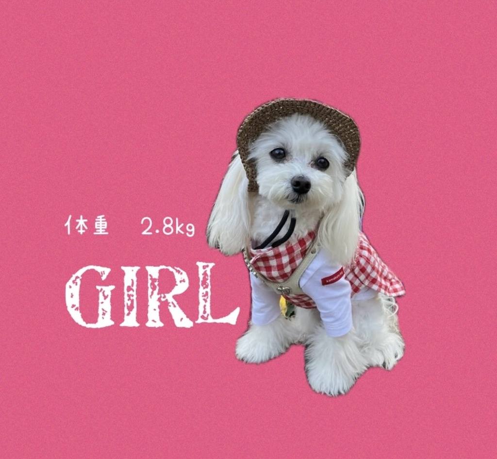 犬用麦わら帽子 小型犬用 Sサイズ