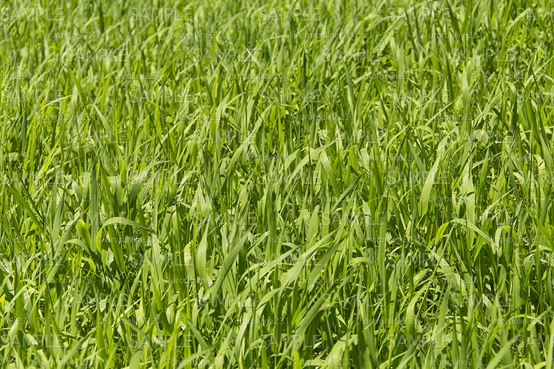 草原の素材_No,01