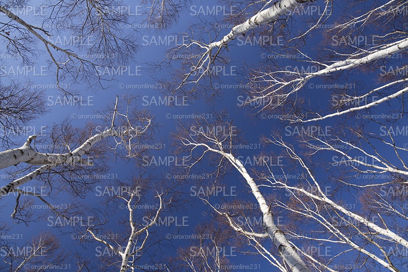 白樺林の素材_No,01