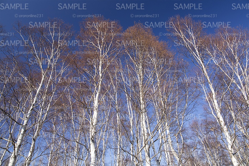 白樺林の素材_No,01