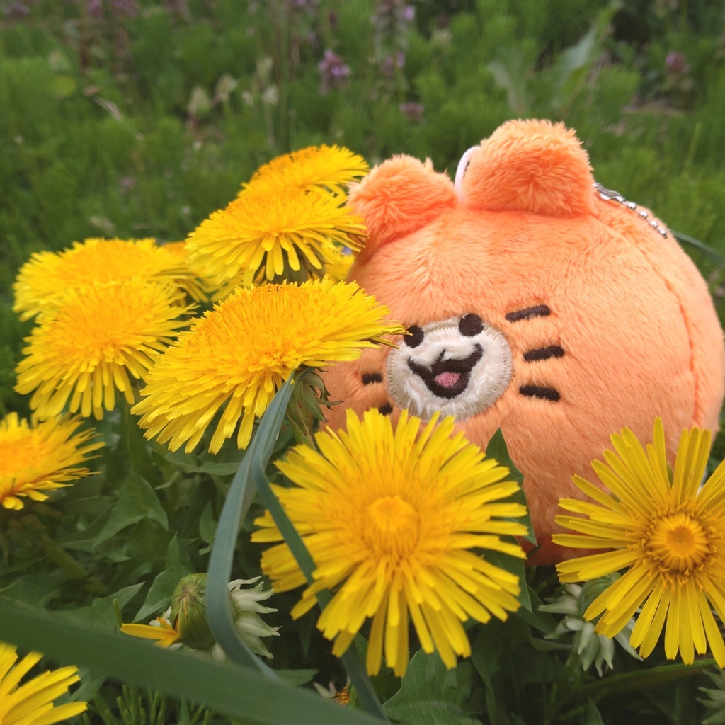 血統書つき!飼えるみかんねこ(家ねこサイズ)