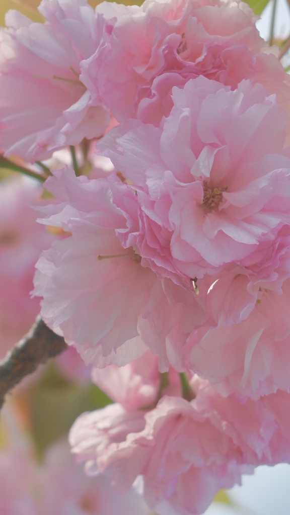 桜の壁紙セット