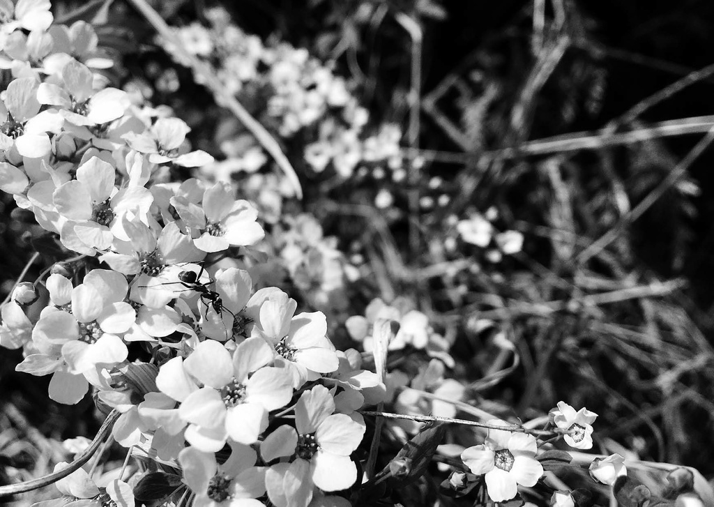 やがて失われていく色彩と