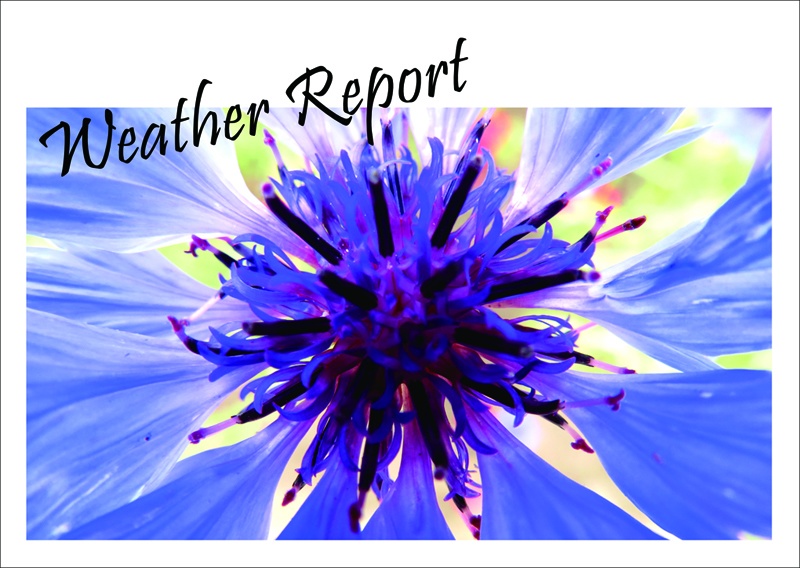 Weather Report｜2022年9月号