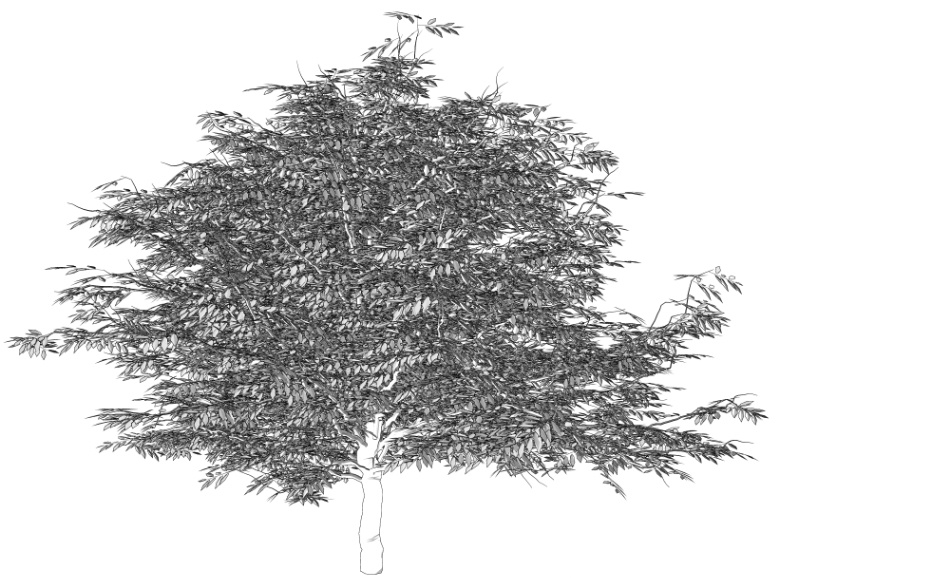 clipstudio用【3D】ケヤキ(大)6種