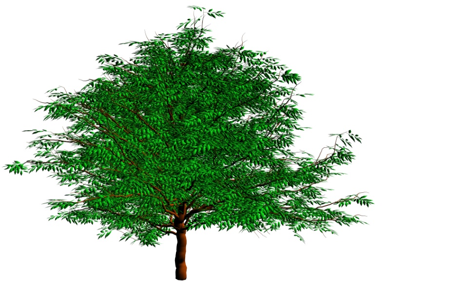 clipstudio用【3D】ケヤキ(大)6種