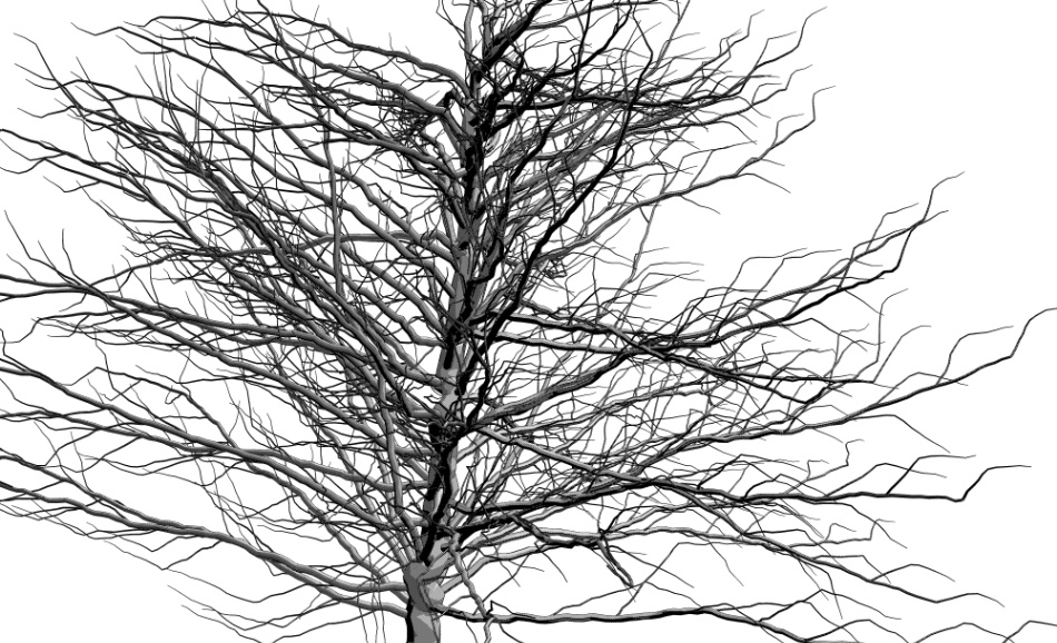 clipstudio用【3D】ケヤキ(大)6種