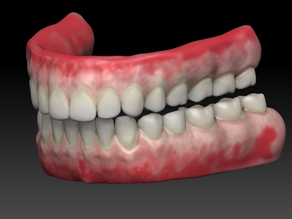 歯　3Dモデルデータ