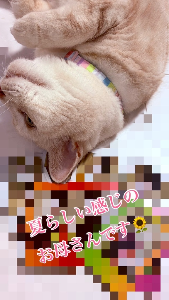 2026🌻夏 新譜頑張っている最中の夏祭りチェキ