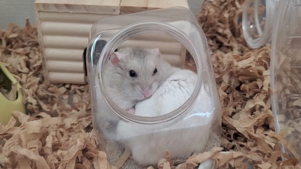 (全6種)仲良し兄弟カフェモカ&すふれ◆メガネ拭き