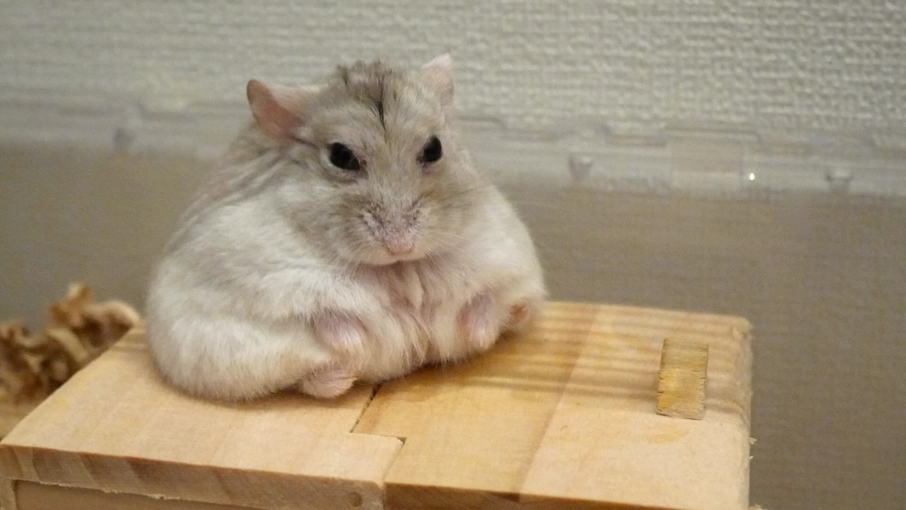 (全6種)仲良し兄弟カフェモカ&すふれ◆メガネ拭き