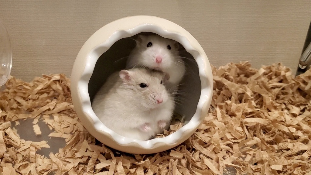 (全6種)仲良し兄弟カフェモカ&すふれ◆メガネ拭き