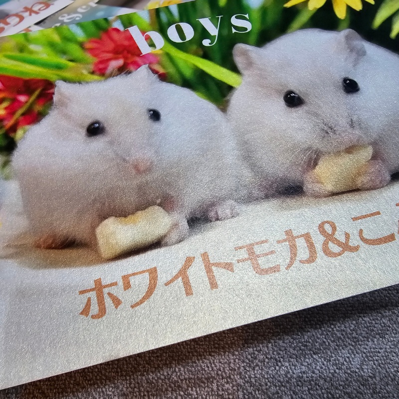 【NEW!】ハムスター赤ちゃんポストカード(絵柄全12種1セット)