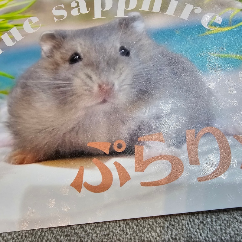 【NEW!】ハムスター赤ちゃんポストカード(絵柄全12種1セット)