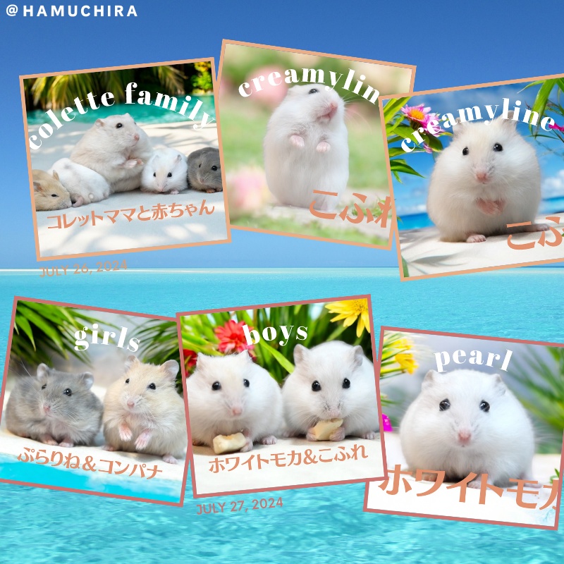 【NEW!】ハムスター赤ちゃんポストカード(絵柄全12種1セット)