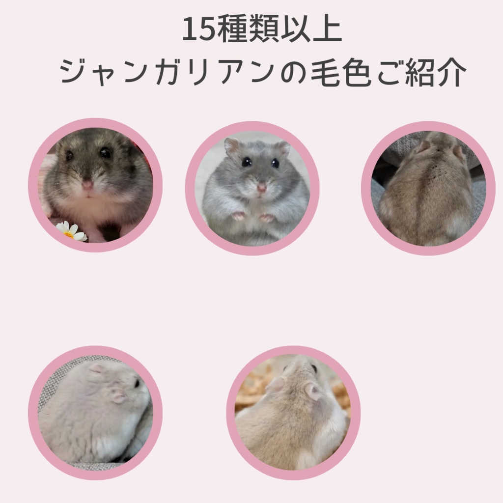 ジャンガリアンハムスターの毛色系統表