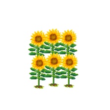 (ピクスク会場用)ひまわり